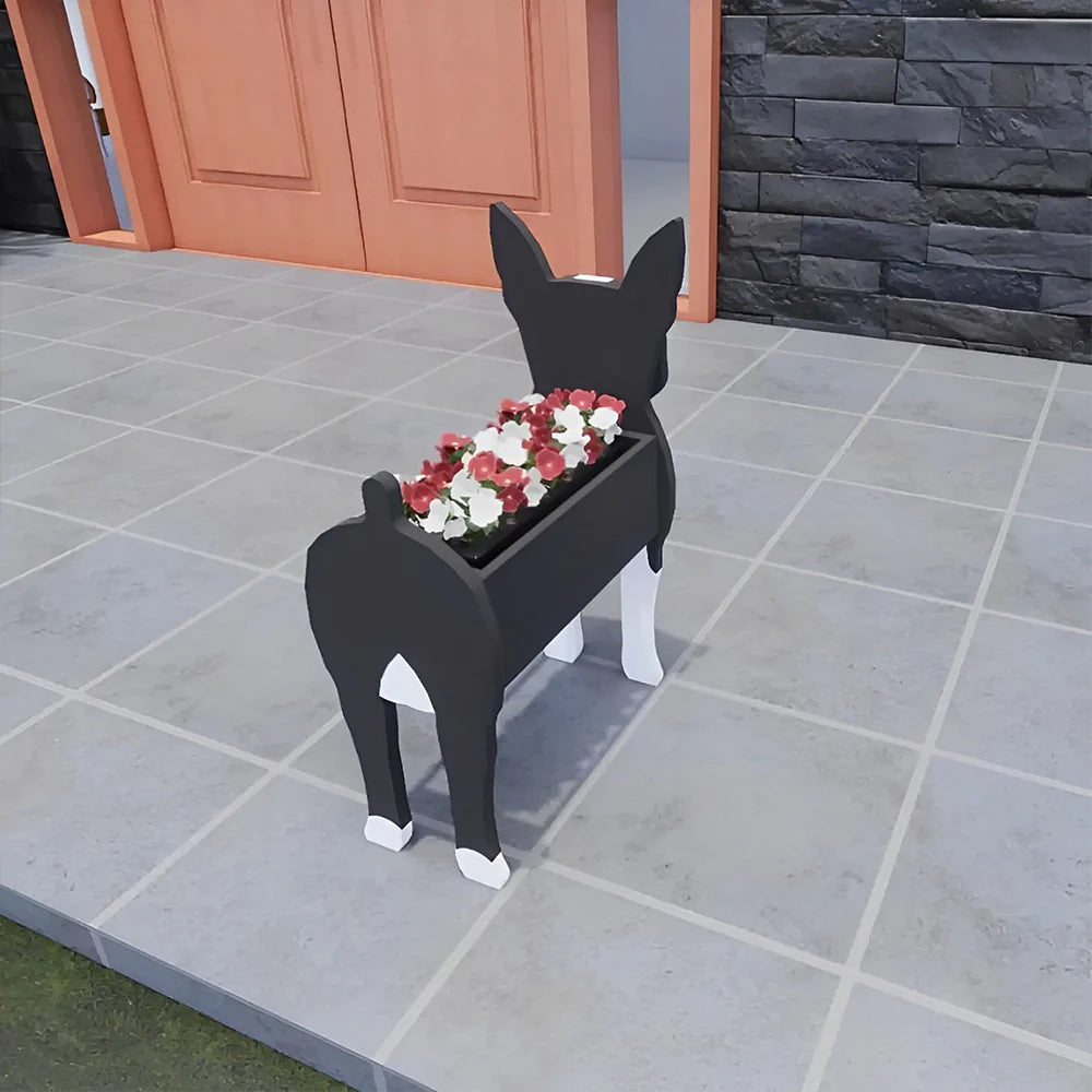 Boston Terrier