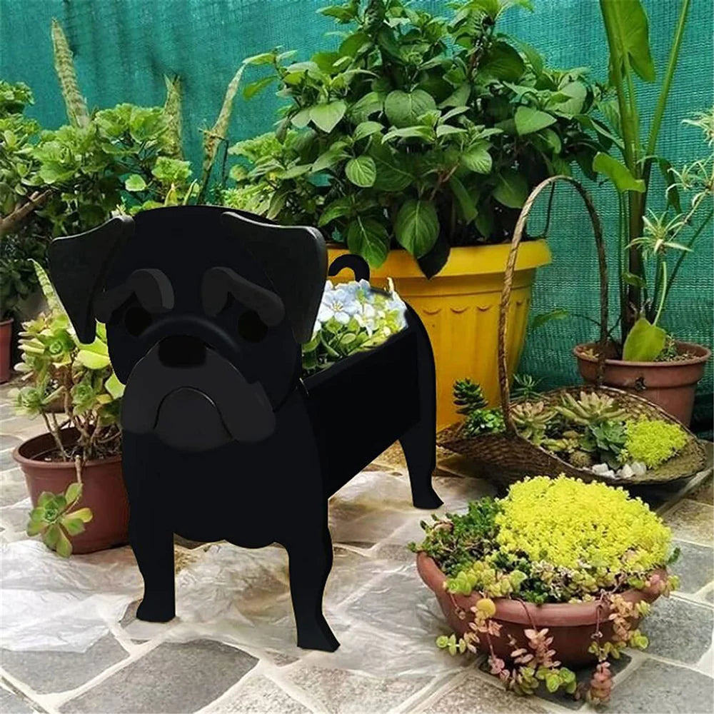 Black Pug