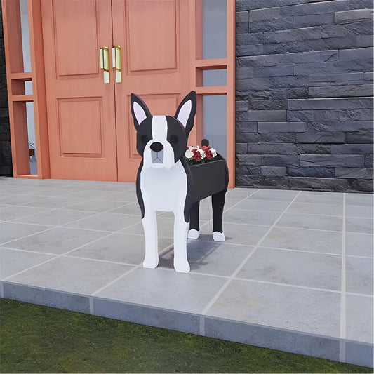 Boston Terrier